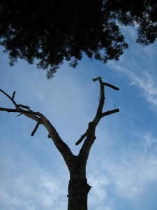 a tree